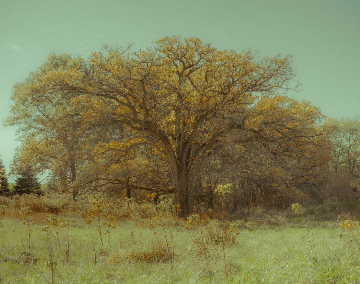 summergwagner's tweet photo. Trees https://t.co/tbreAhj3hj