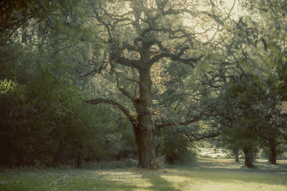 summergwagner's tweet photo. Trees https://t.co/tbreAhj3hj