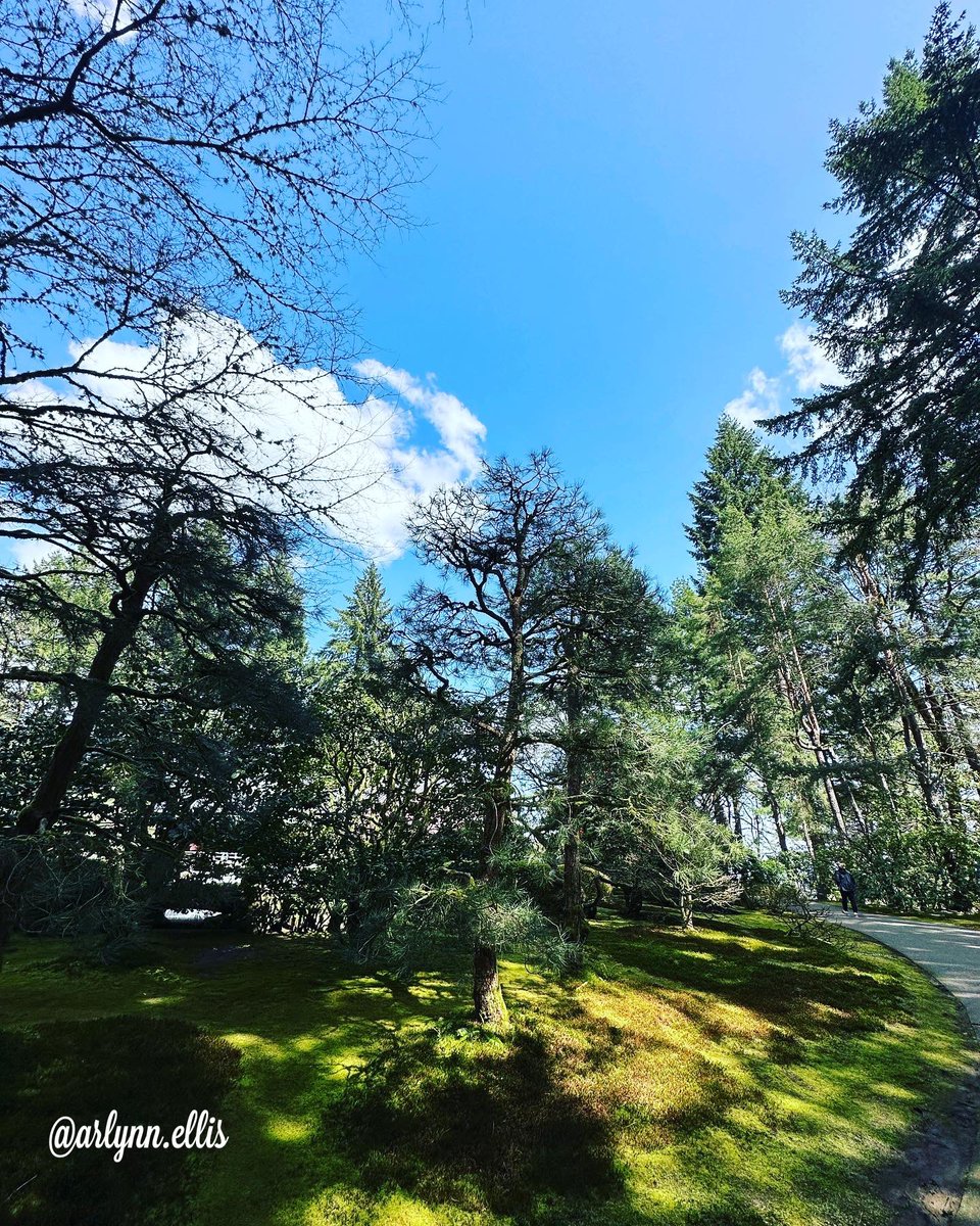 ArlynnEllis's tweet photo. One of my greatest passions is taking pictures of trees… nature #portlandjapanesegarden 

These are some of the pictures I took yesterday 💚

Words can’t express the beauty in this place - La Grandeza de Dios 
#naturaleza #portland #nature #trees https://t.co/B8u5yTSCph