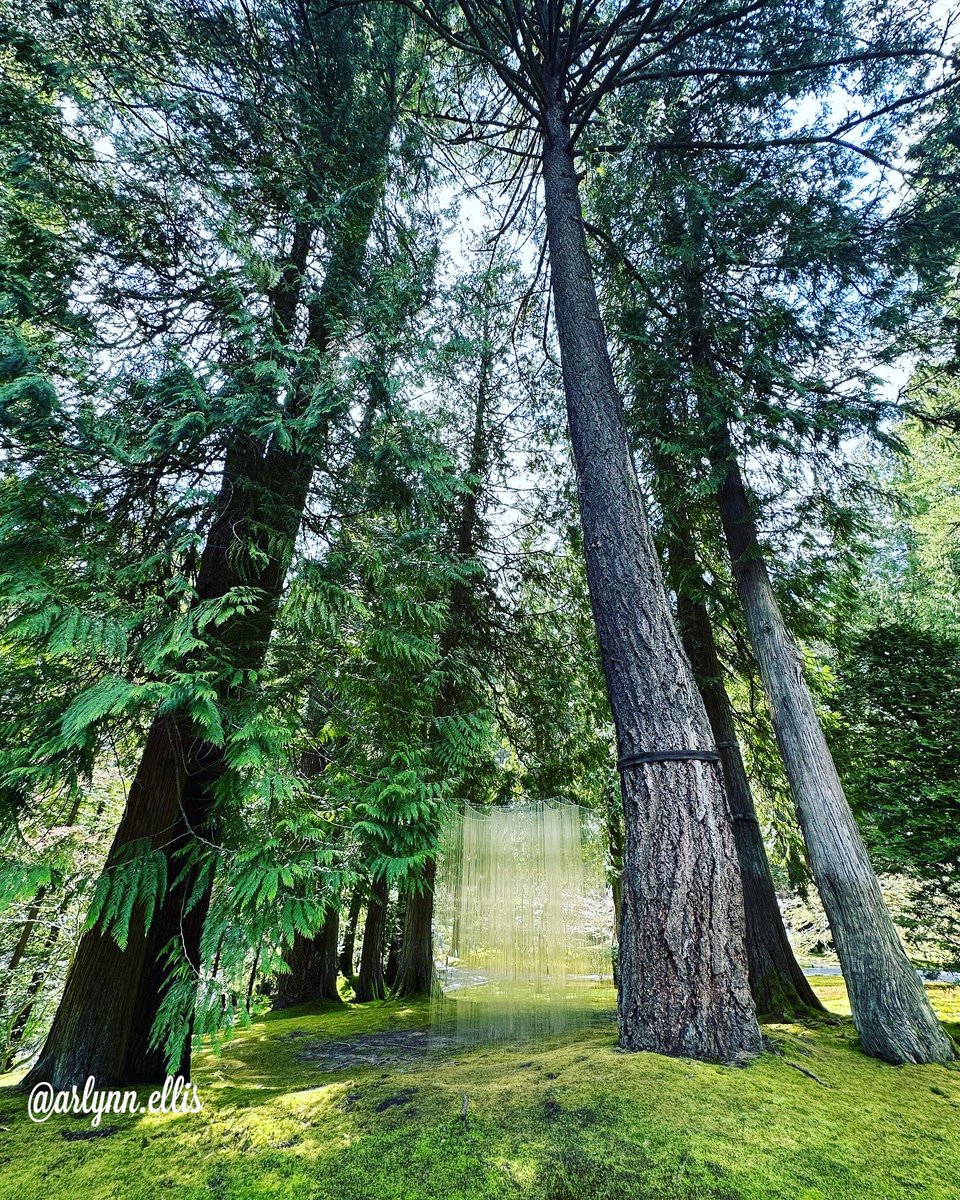 ArlynnEllis's tweet photo. One of my greatest passions is taking pictures of trees… nature #portlandjapanesegarden 

These are some of the pictures I took yesterday 💚

Words can’t express the beauty in this place - La Grandeza de Dios 
#naturaleza #portland #nature #trees https://t.co/B8u5yTSCph