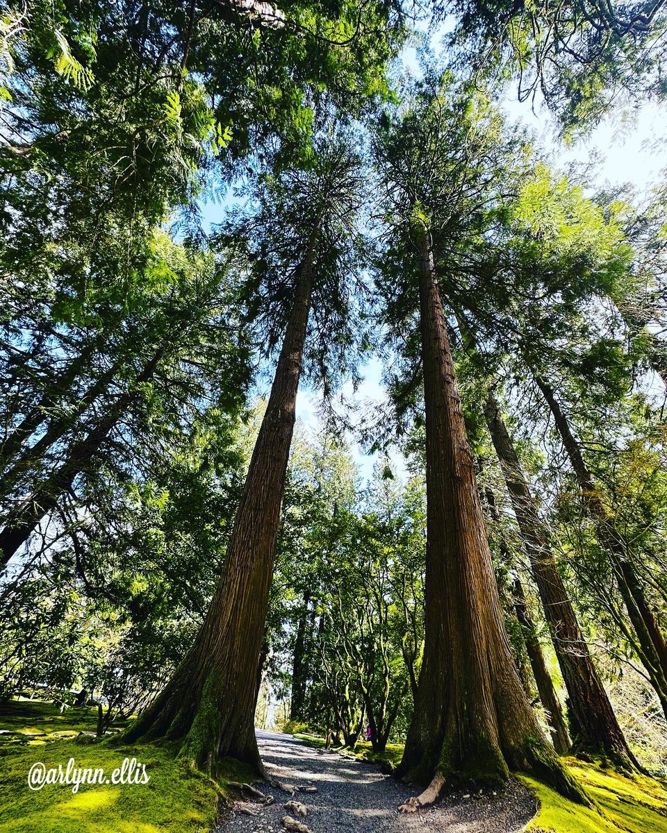 ArlynnEllis's tweet photo. One of my greatest passions is taking pictures of trees… nature #portlandjapanesegarden 

These are some of the pictures I took yesterday 💚

Words can’t express the beauty in this place - La Grandeza de Dios 
#naturaleza #portland #nature #trees https://t.co/B8u5yTSCph