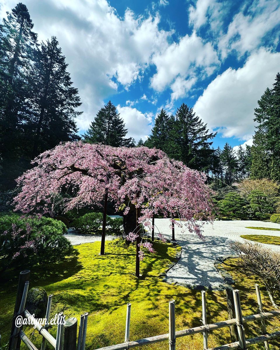 ArlynnEllis's tweet photo. One of my greatest passions is taking pictures of trees… nature #portlandjapanesegarden 

These are some of the pictures I took yesterday 💚

Words can’t express the beauty in this place - La Grandeza de Dios 
#naturaleza #portland #nature #trees https://t.co/B8u5yTSCph