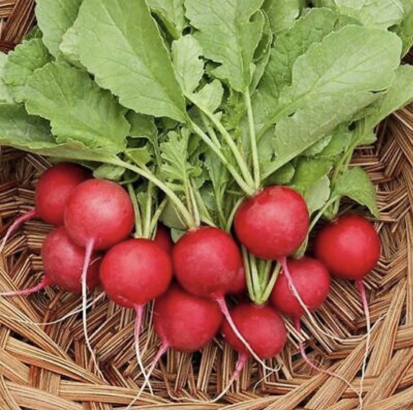 drcvp7quantics's tweet photo. Tip de Healthylife 🌟
#rabano #vegetable #verdura #healthylifestyle 

Los rábanos ayudan a desintoxicar la sangre, prevenir , infecciones , el cáncer, purificar los riñones , el sistema urinario y regular la presión arterial.

@drcvaronpuerta 
Quantum Medicine 
#healthtlife https://t.co/BiFeHfGn4D