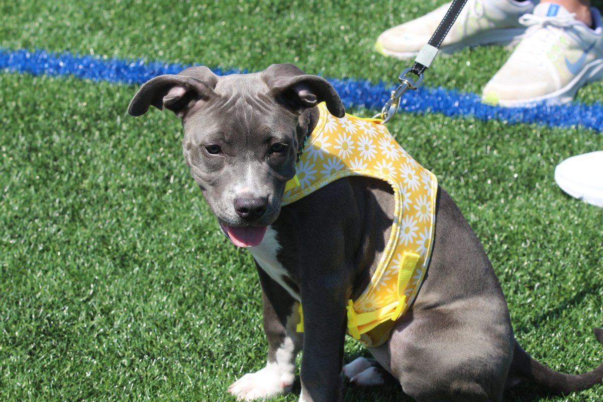 HurstSoftball's tweet photo. A big shoutout to our furry friends enjoying the game! https://t.co/DnLJyNoPVM