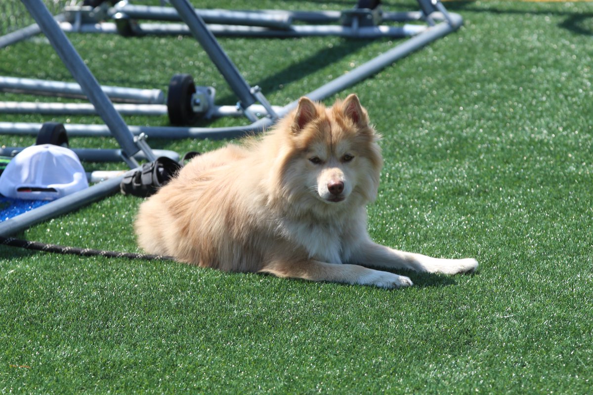 HurstSoftball's tweet photo. A big shoutout to our furry friends enjoying the game! https://t.co/DnLJyNoPVM