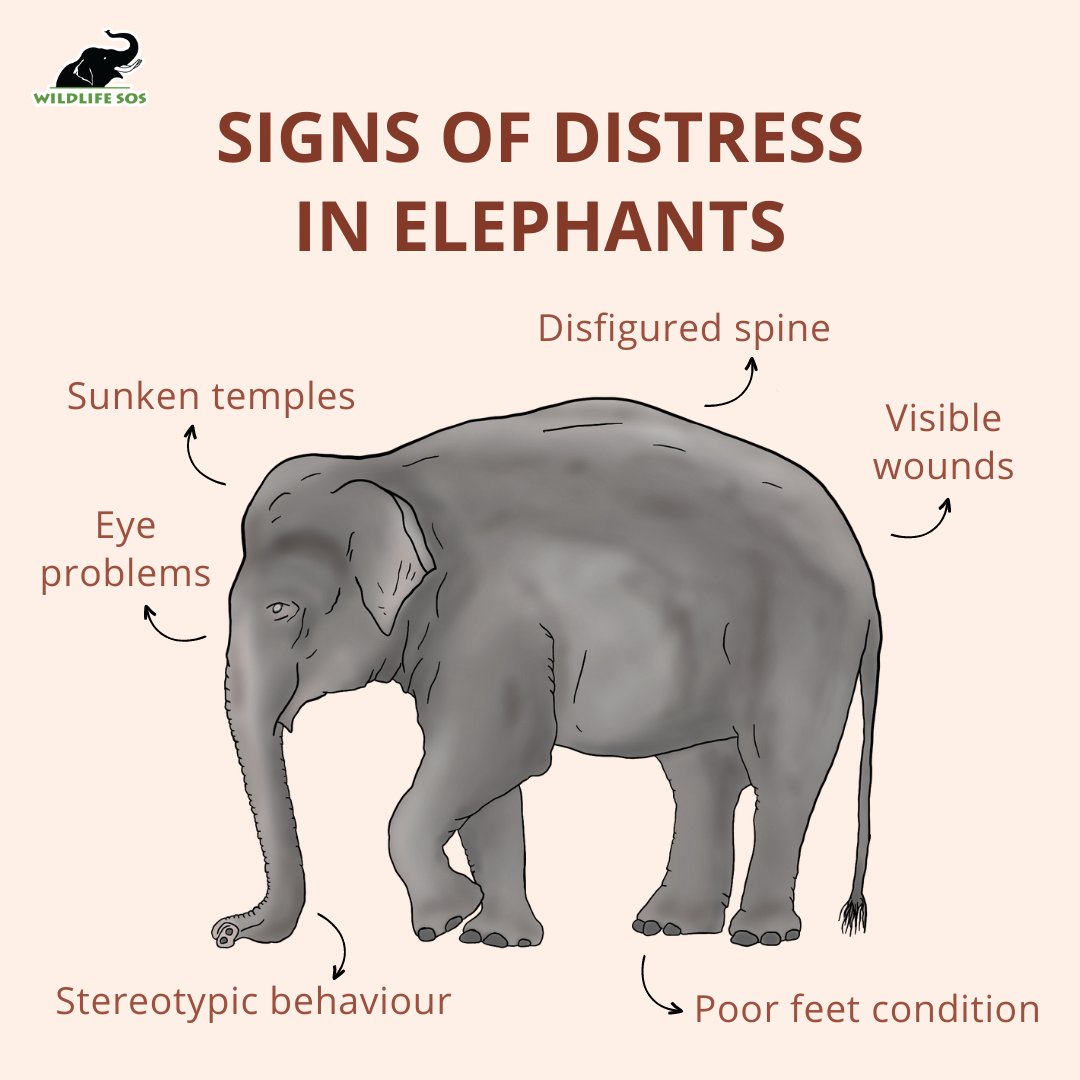 Elephants - Wildlife SOS