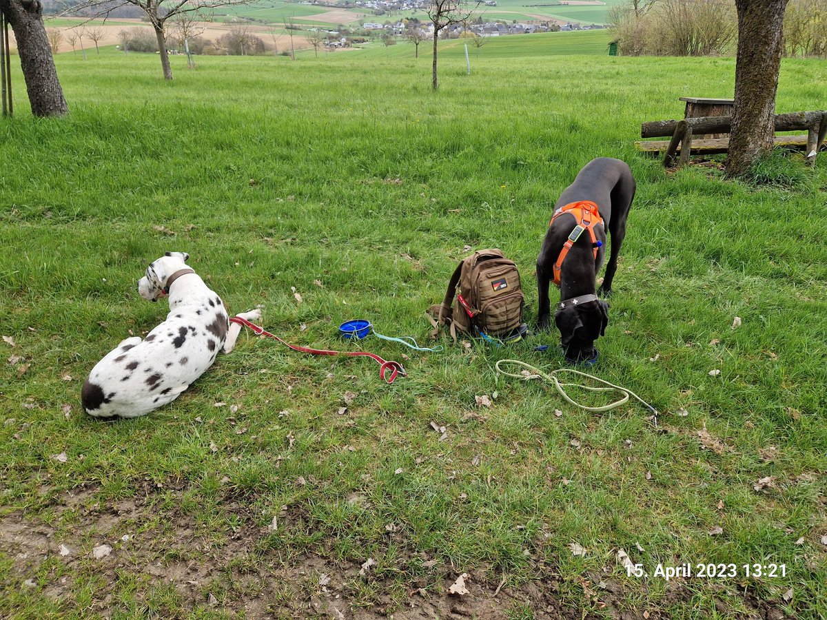 MatthiasH25's tweet photo. #Titus #Deutsche #Dogge #greatdanes #greatdanesofinstagram #greatdanecentral #greatdanesunleashed #matthias #lovedogs #dogsofinstaworld #dogstagram #greatdanesofinstagram #Abby #hiking #dogswhohike #deutschedogge https://t.co/3k8PQbO9a7
