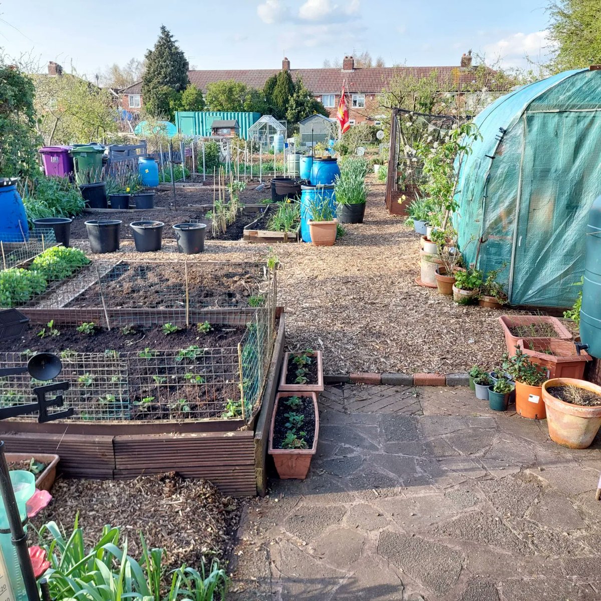 Here is today's view from the shed #allotment #allotmentuk #allotmentlife #allotmentlove #allotmentgarden