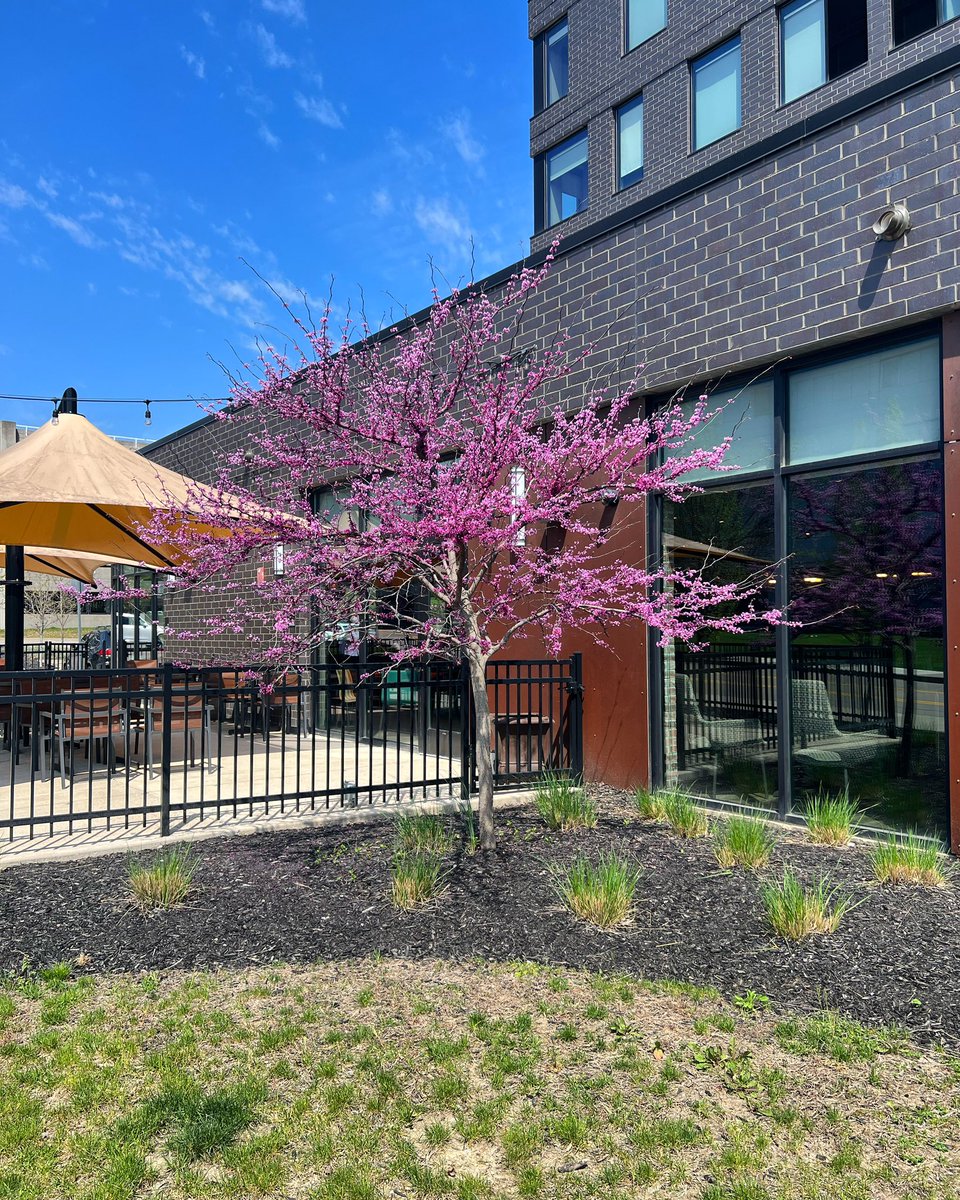Elizapgh's tweet photo. Spring might just be our favorite time of year 🩷 we love watching the trees bloom from our outdoor patio! When stopping in, let us know if you’d like to be seated outside. #spring #bloom #trees #flowers #outdoors #nature #april #outdoorpatio #outdoorseating #elizapgh #pittsburgh https://t.co/Ulpu9MMtXd
