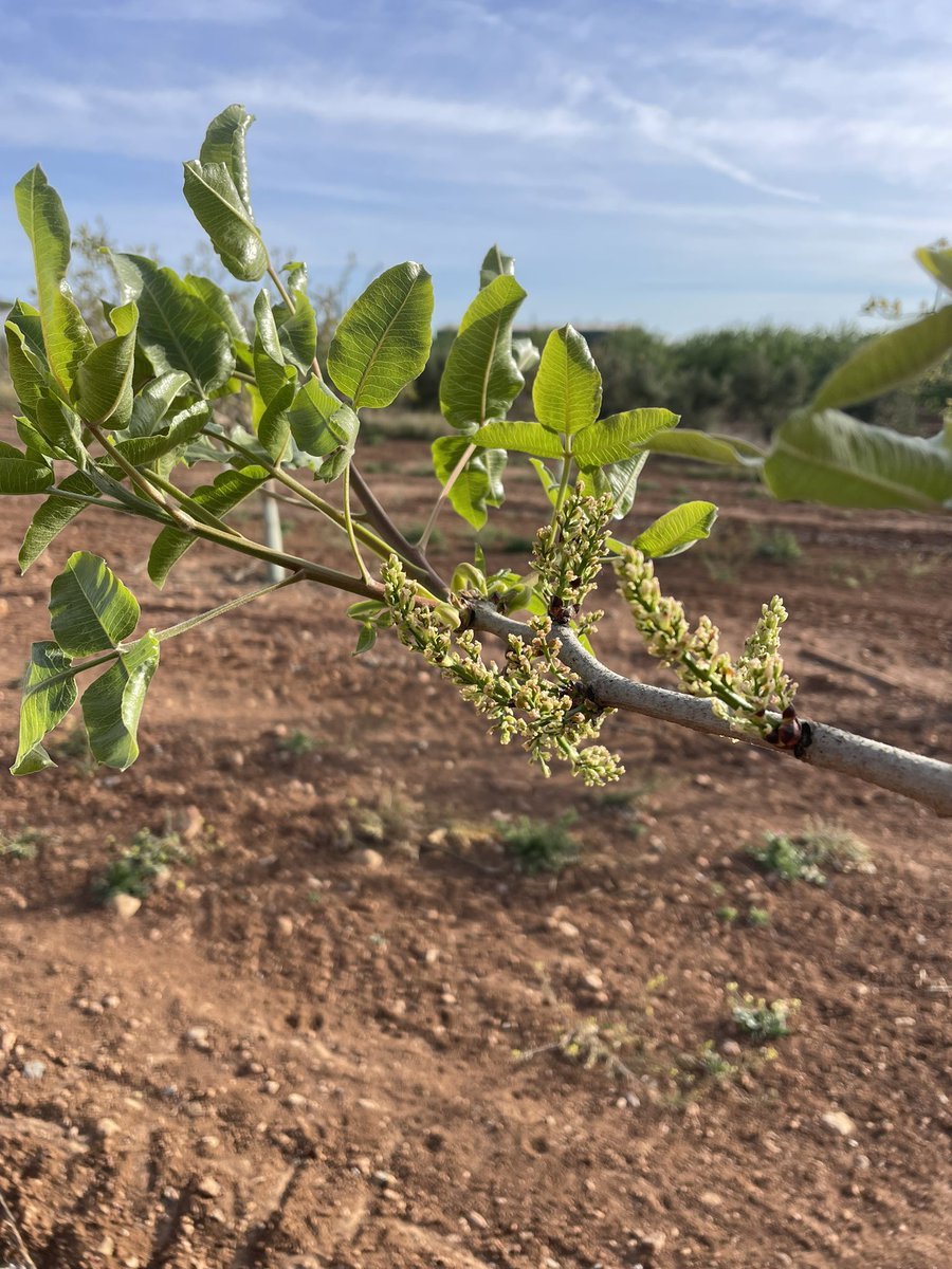 NOLITOgranada's tweet photo. FLORACIÓN EN #PISTACHOS DE 5 AÑOS EN #Antequera https://t.co/SwlyWe0koL
