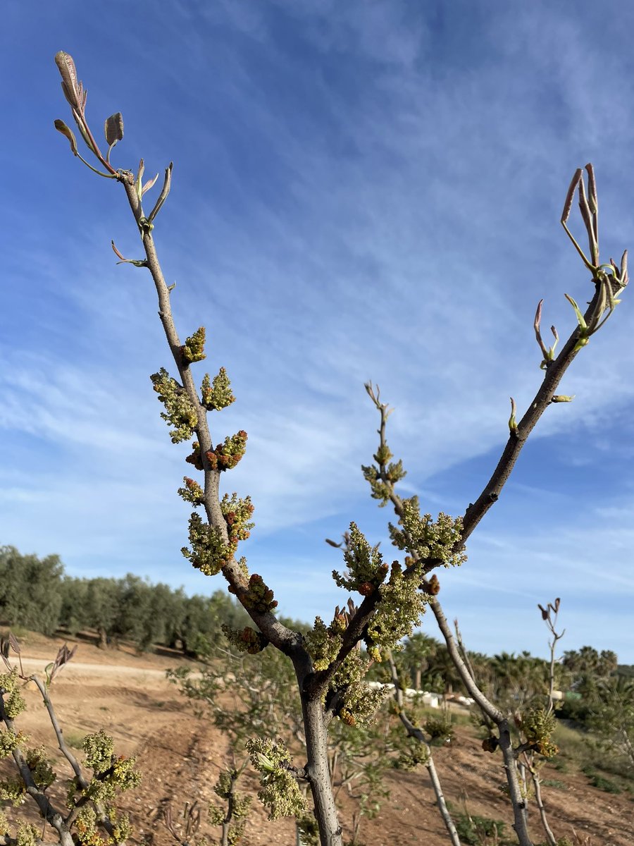 NOLITOgranada's tweet photo. FLORACIÓN EN #PISTACHOS DE 5 AÑOS EN #Antequera https://t.co/SwlyWe0koL