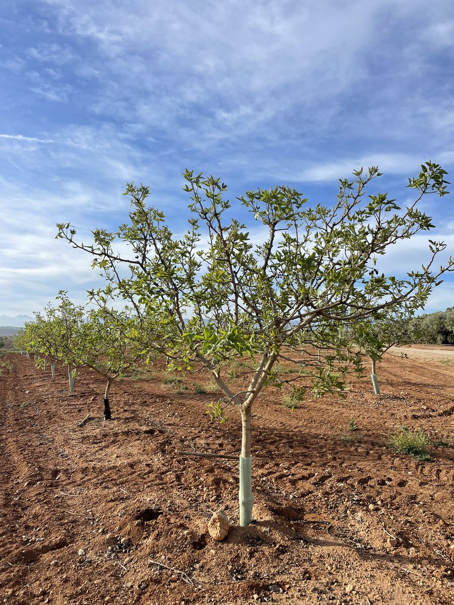 NOLITOgranada's tweet photo. FLORACIÓN EN #PISTACHOS DE 5 AÑOS EN #Antequera https://t.co/SwlyWe0koL