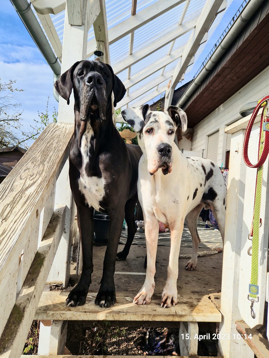 MatthiasH25's tweet photo. #Titus #Deutsche #Dogge #greatdanes #greatdanesofinstagram #greatdanecentral #greatdanesunleashed #matthias #lovedogs #dogsofinstaworld #dogstagram #greatdanesofinstagram #Abby #hiking #dogswhohike #deutschedogge https://t.co/YHDxLoXz51