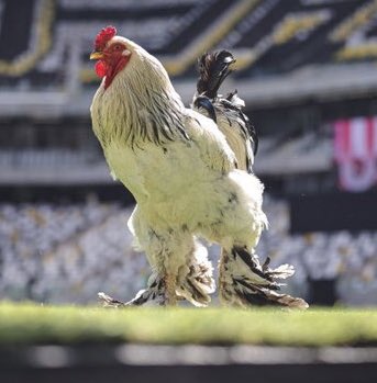 rodsilverio_'s tweet photo. Agora uma pergunta...

FODASE a partida de logo mais...

Quem ganharia em uma PORRADARIA SINCERA?????

Galo Pedro Raul ou Galo do Atlético? https://t.co/cuW1tAYYC0
