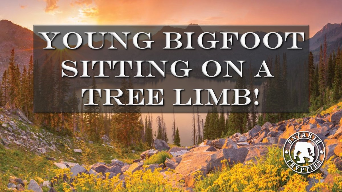 Don't miss this weeks episodes.  Young Bigfoot Sitting On A Tree Limb! [EP-159] #cryptids #youngbigfoot #bigfootsighting #sasquatch #storytelling #encounters #trueevents youtu.be/pEDGnAE4TAs