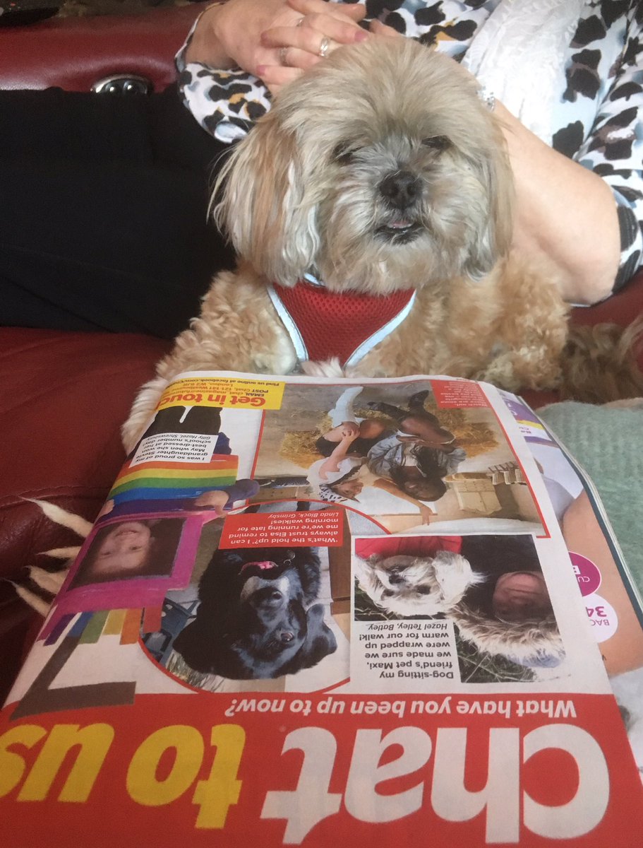 hazypets's tweet photo. Maxi admiring her picture in #chatmagazine x https://t.co/S5hUPq68pW