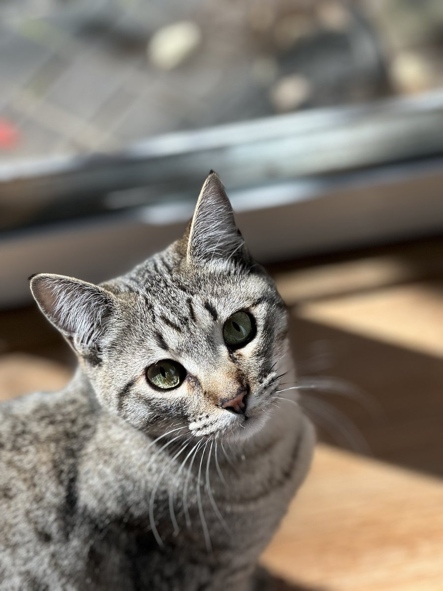 Sprout 🌱 on Twitter "Girl who threw up her first hairball ever 🥲"