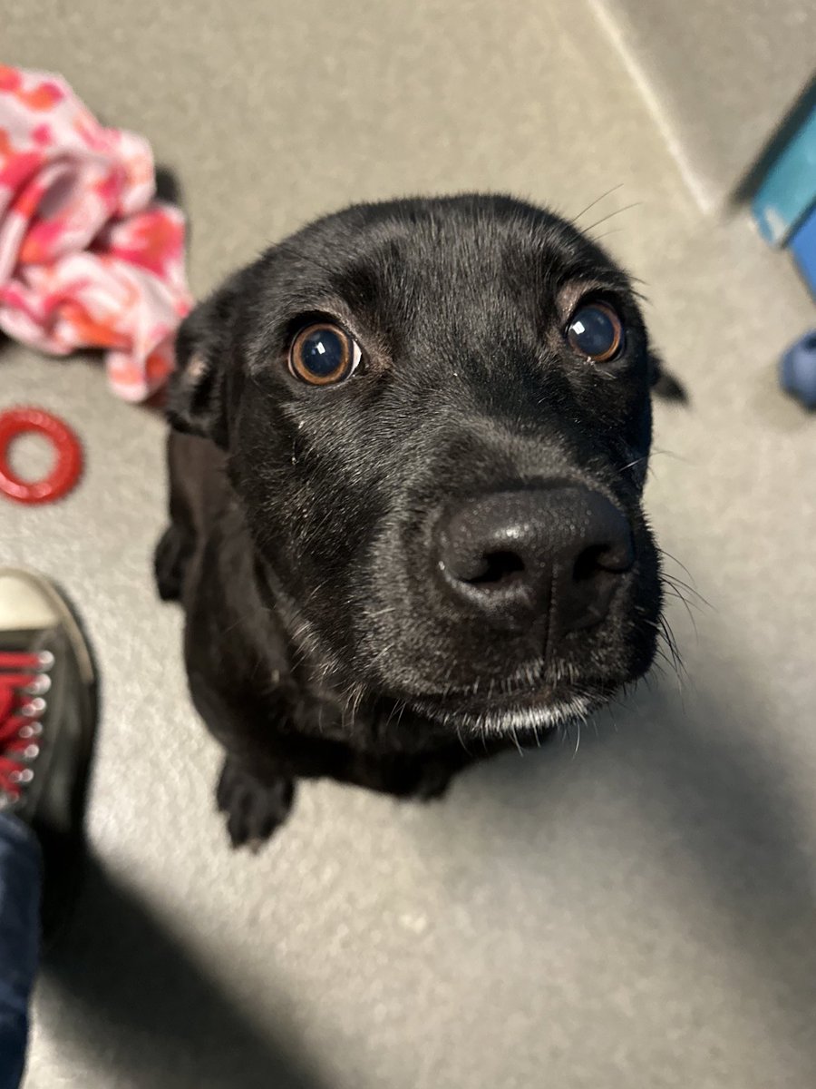 kshumanesociety's tweet photo. Mordecai is an expert at the puppy dog eyes ❤️ He’s 4 months old, so he’ll need extra time, attention, and training! #adoptdontshop #AdoptICT

Mordecai: https://t.co/8M4eRF526m https://t.co/5olHVlijSd