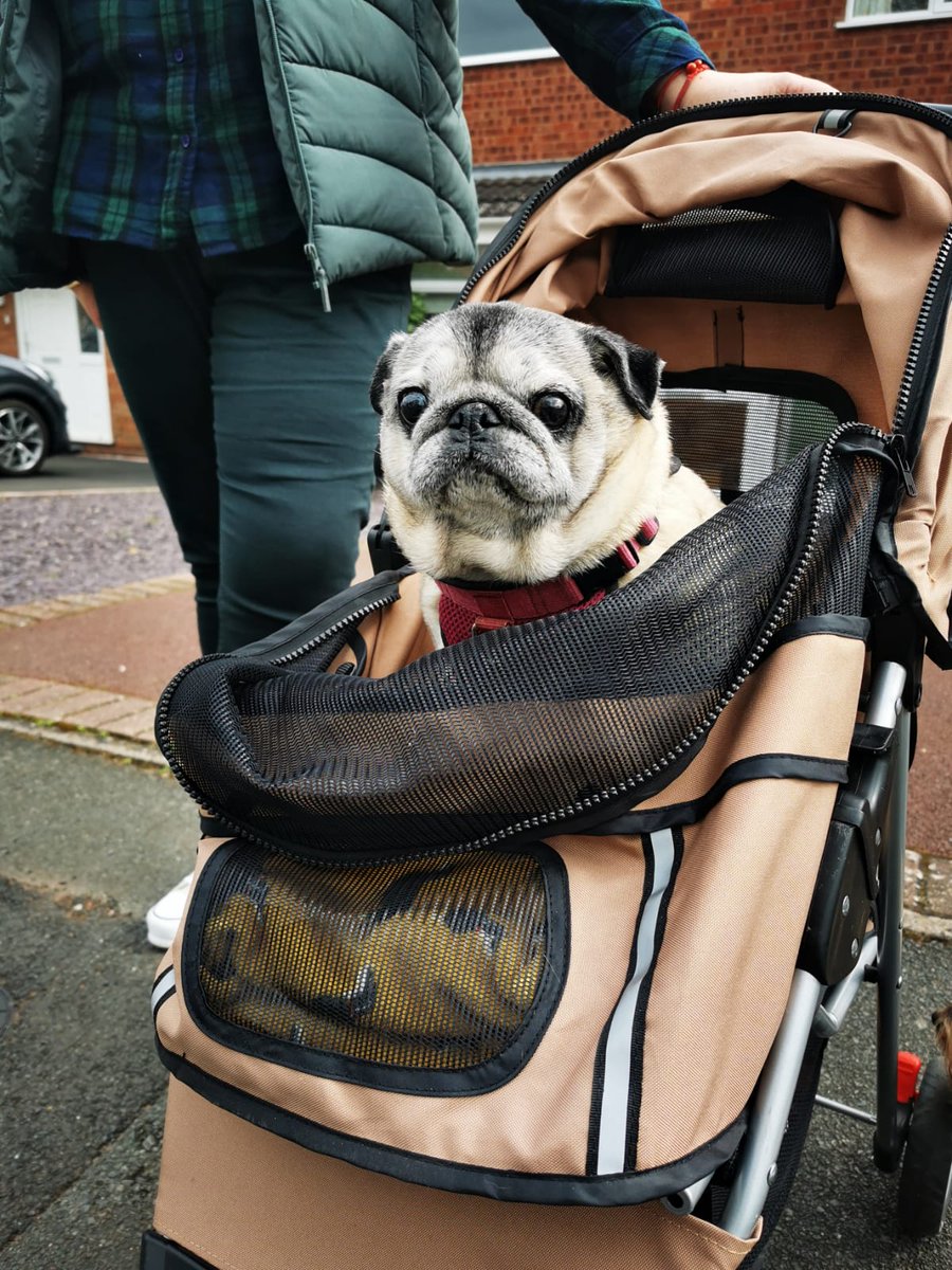 BethanyHPenzer's tweet photo. My mum's friend had to get a pram for her dog (she can't walk anymore because of arthritis💔) and look how happy she looks in it🥹💖🥲🫠 https://t.co/uchKVdPII5