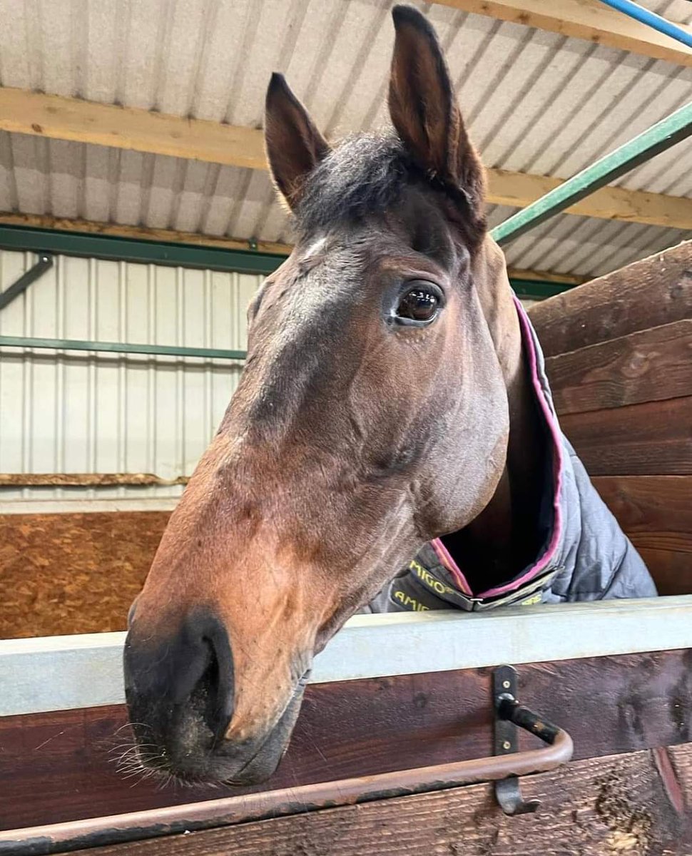 racingblogger's tweet photo. 💔 Rest in peace Hill Sixteen who sadly passed away following a fatal injury in the Grand National!!

Thoughts are with Sandy Thompson, his staff and owners at this time.

#GrandNational #Aintree https://t.co/EugmHLAUZd