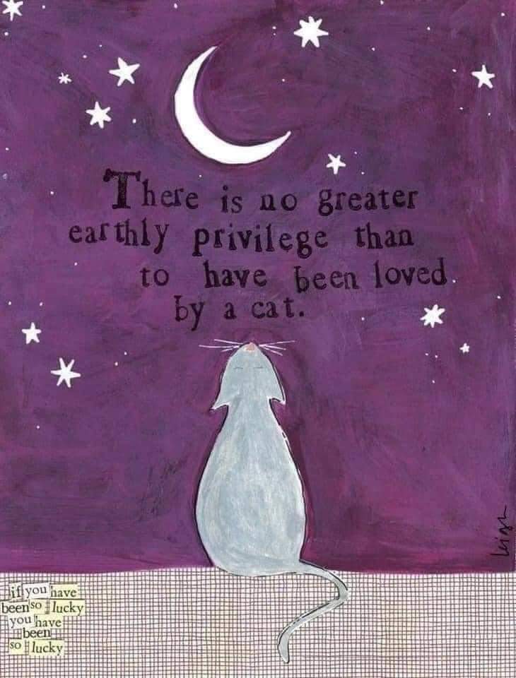 CuddleMcCuddles's tweet photo. We've decided to take a break away from Twitter for awhile. The loss of @scruffkit, @pincycat, Snowball, and others over the past few days is more than our little hearts can bare. Each of you &amp; your hooms are so special. We love you very much. We'll be back when we're stronger. https://t.co/CMbl9zkkOe
