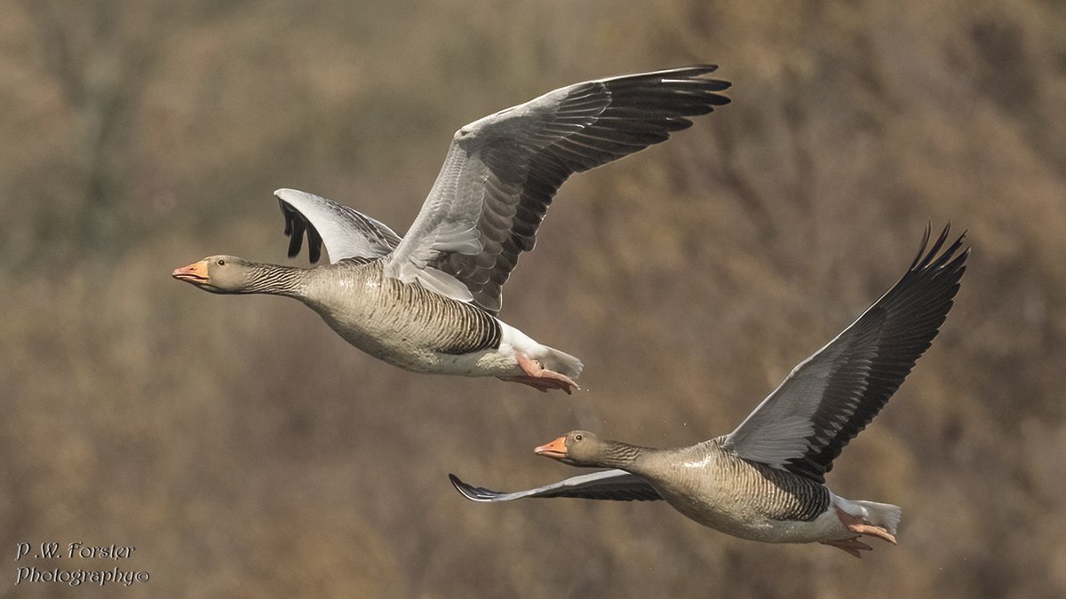 paul230156's tweet photo. Greylags today Margrove
@teesbirds1 @WhitbyNats @WildlifeMag @Natures_Voice @wildlife @ynuorg @clevelandbirds @teeswildlife @TeesCoast @DurhamBirdClub @TeesmouthNNR @RSPBSaltholme @YWT_North @WILDFOWLMag #Geese #7DMK2 https://t.co/LHqXtjswzY