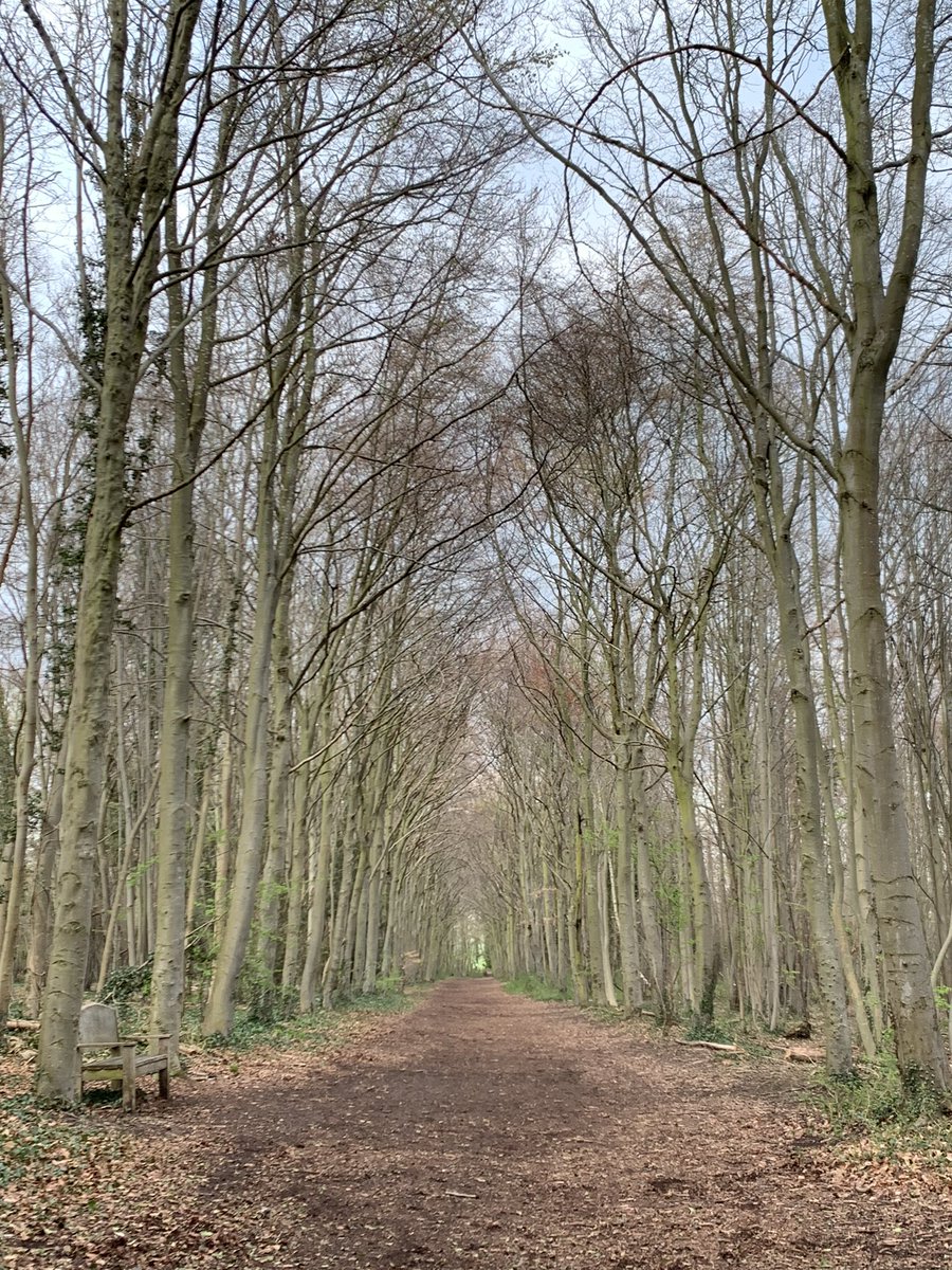 CLongstaff's tweet photo. 💫Feeling drawn along this magical tunnel of trees 🌳 @WandleburyWoods https://t.co/CB2kwvTH0G