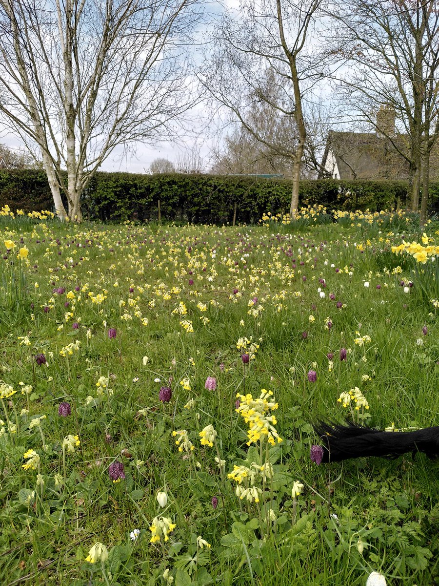organicplantsuk's tweet photo. #Fritillary and #cowslip #MiniMeadow with tail of LBD (Little Black Dog aka Bernie). https://t.co/5gqIWi5N4t