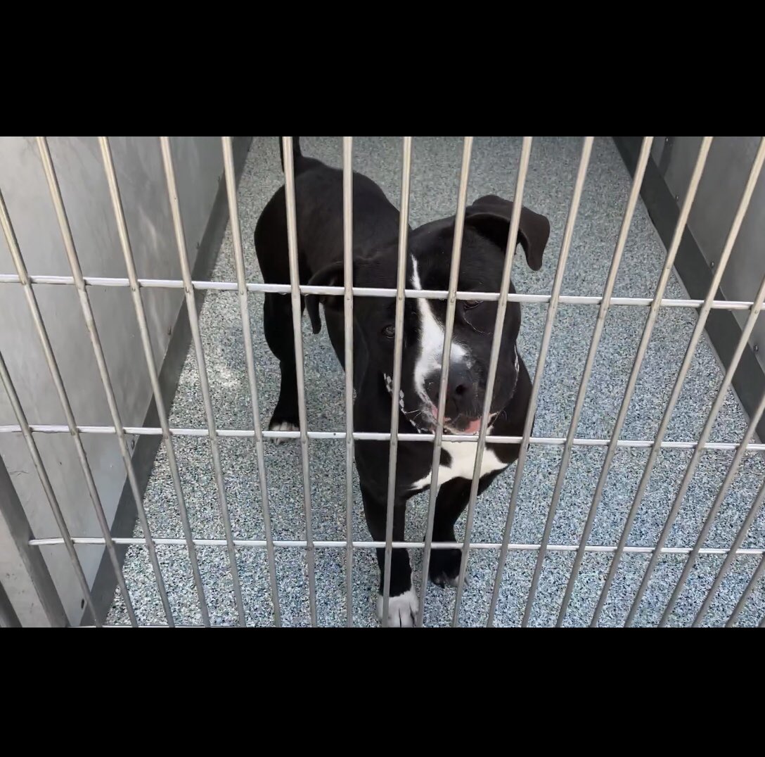 🆘FOSTER NEEDED FOR 10 days maximum 🆘 #SoCal OREO ESCAPED EUTHANASIA 3 TIMES ‼️His pal received a rescue commitment yesterday and shelter thought they’d take both so canceled euthanasia for Oreo. This morning rescue said they won’t take him and his life is agin threatened😩 but…