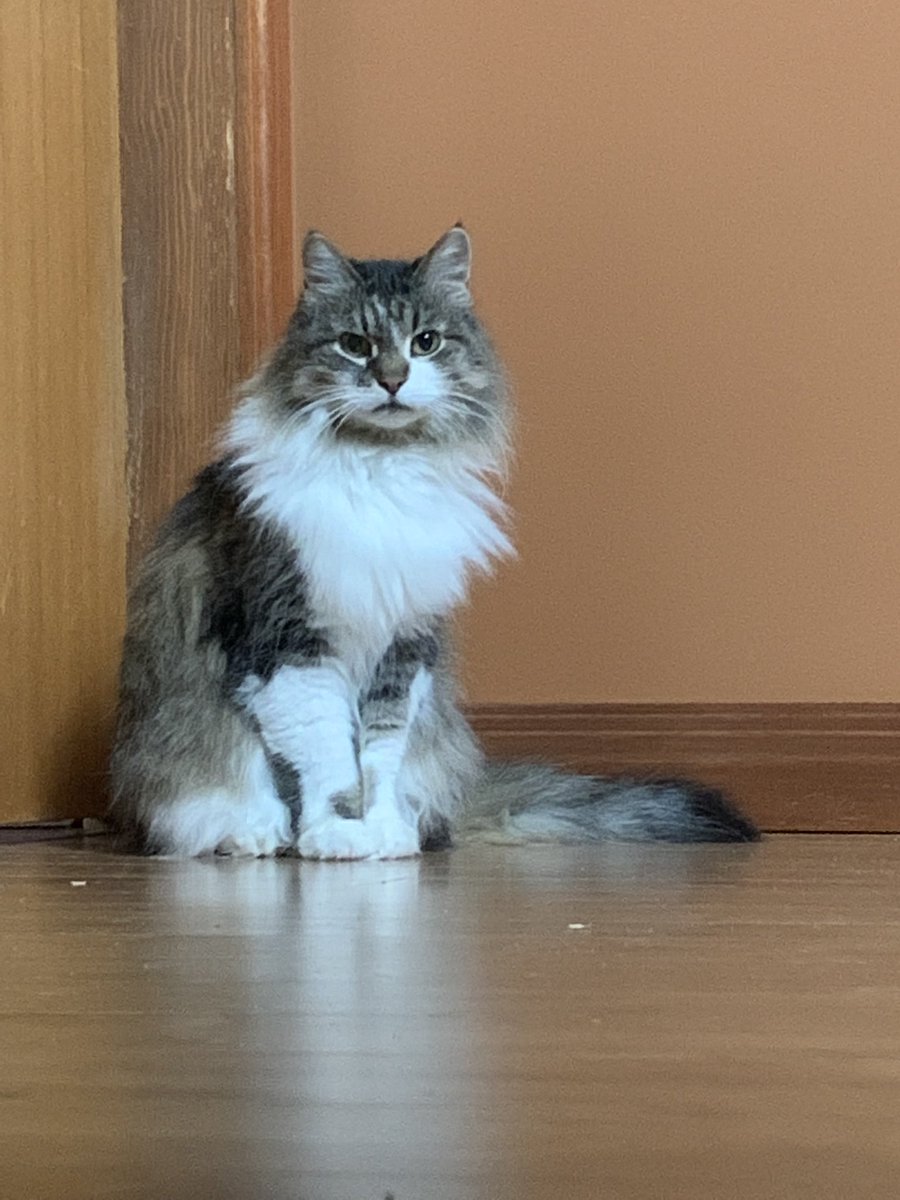 barbeydoll65's tweet photo. #Hedgewatch

With the many pets gone over the 🌈 bridge that I’ve seen on #hedgewatch recently 
I’d like to share a pic of my  Bess( Feb10/23) and a poem to pay tribute to all who  have lost a pet .. forever in our ♥️’s 
#hedgewatch 
#mybess 
#CatsAreFamily https://t.co/qjj8Ep42LL