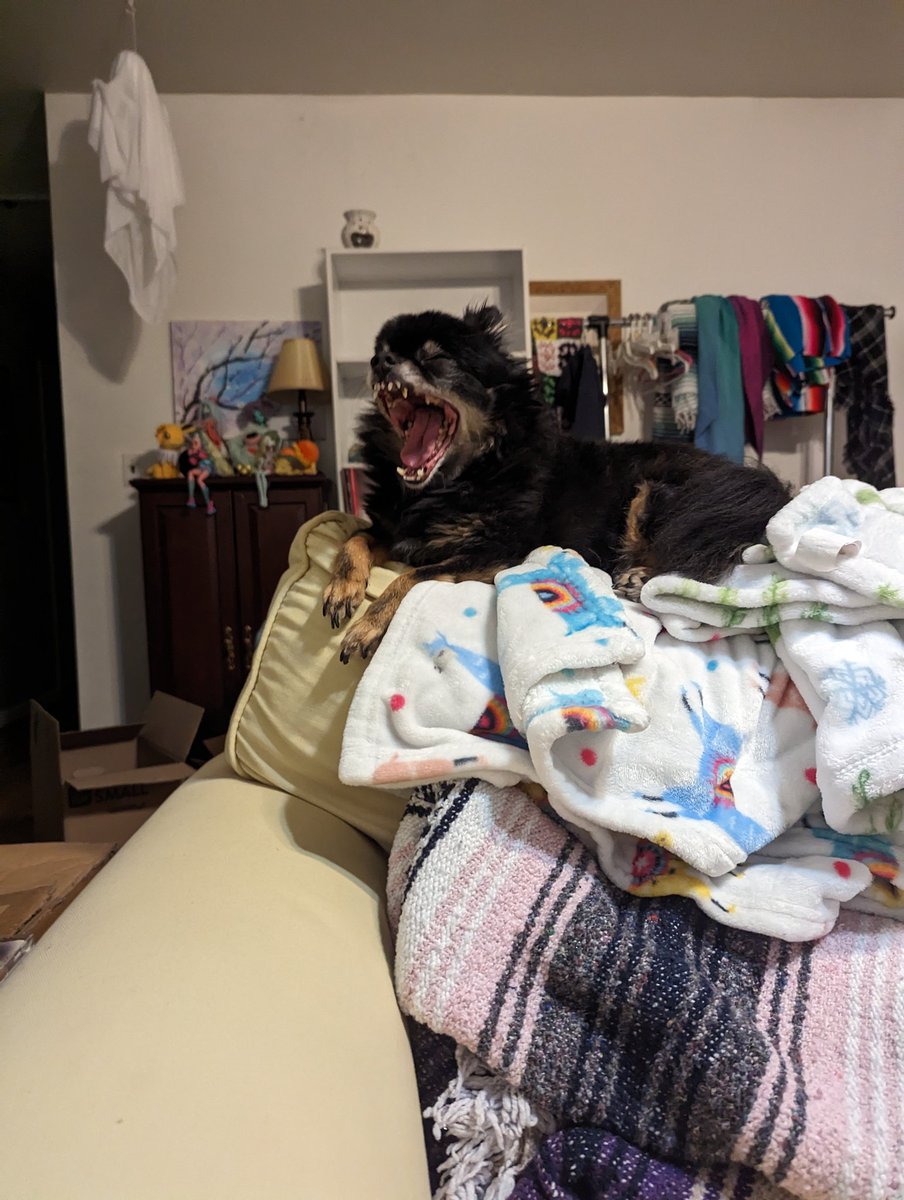 spookycheeks's tweet photo. I'm very good at getting pictures of Mori yawning https://t.co/AjcLy78qbg