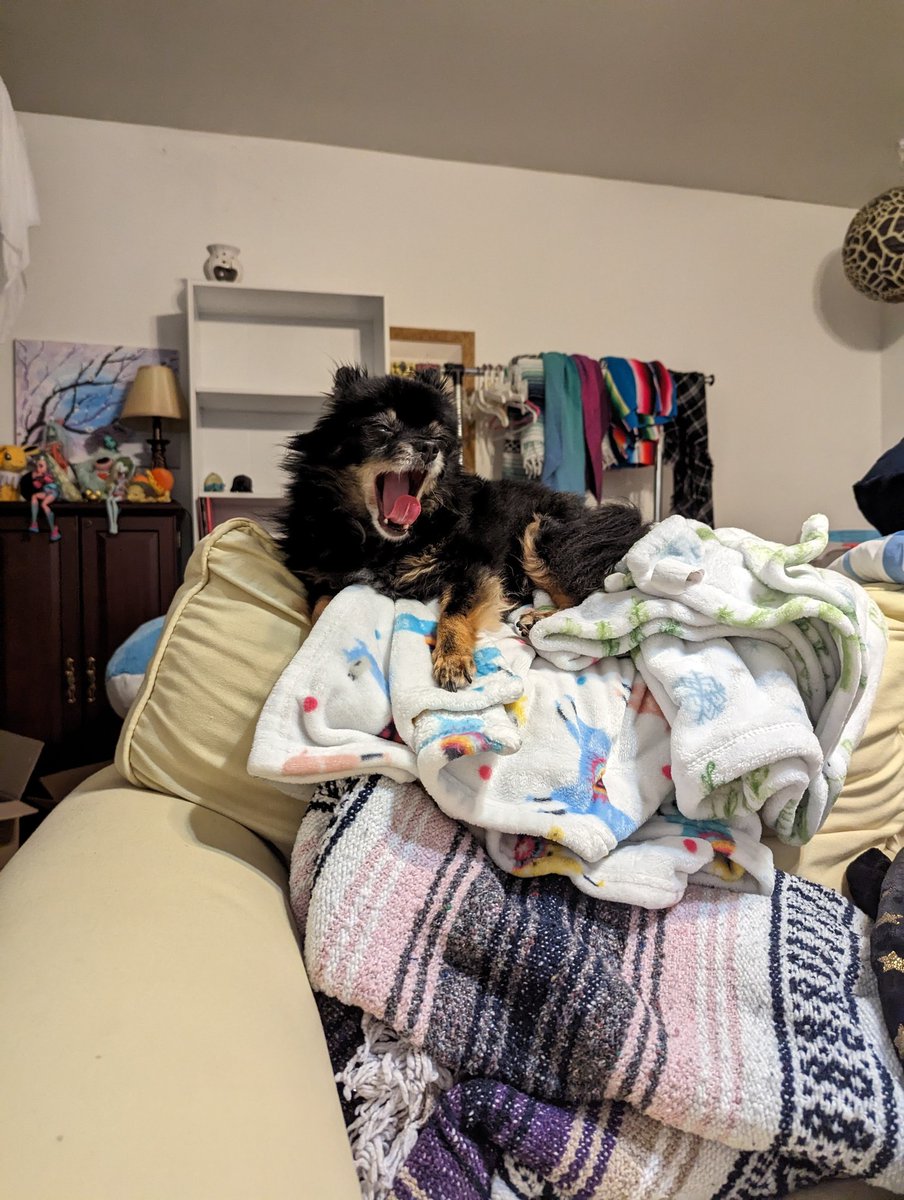 spookycheeks's tweet photo. I'm very good at getting pictures of Mori yawning https://t.co/AjcLy78qbg