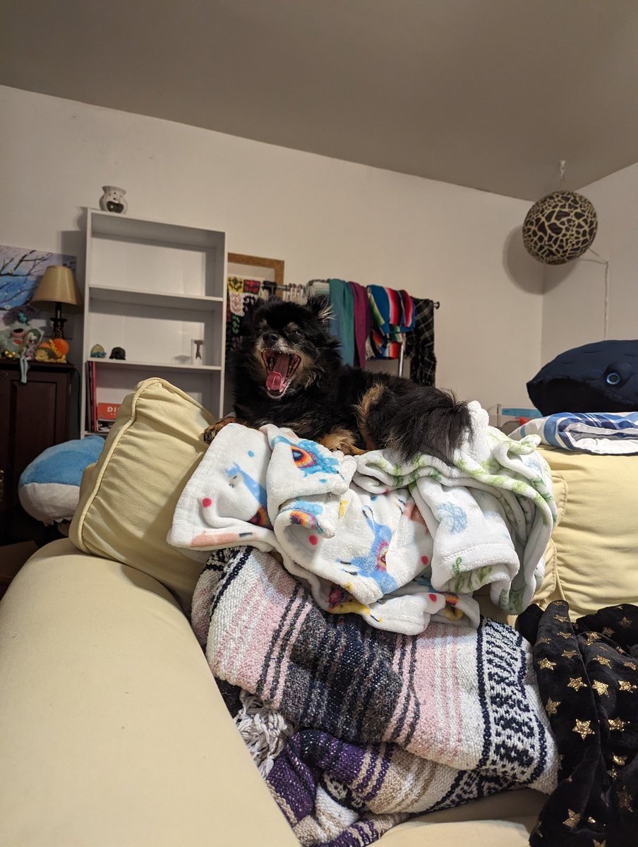spookycheeks's tweet photo. I'm very good at getting pictures of Mori yawning https://t.co/AjcLy78qbg