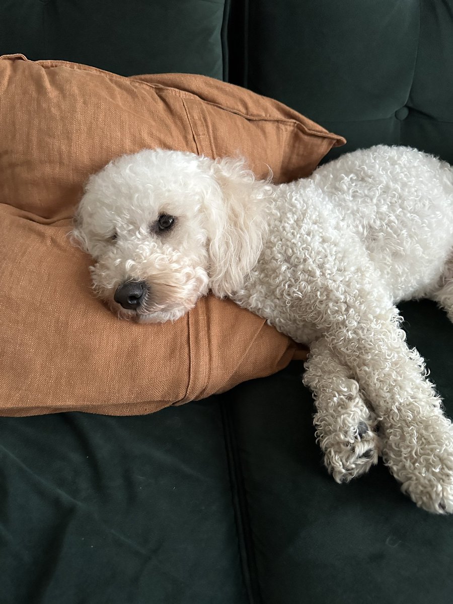 SimonK_LDN's tweet photo. Game night, plus time with my favourite dog https://t.co/mFMRRhmC59