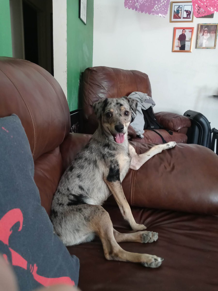 Dominques_heart's tweet image. LOST PUPPY! PLEASE HELP!
This is Bugsy. 11 month Catahoula terrier mix. He got lost exploring near Schuettig Rd, 10min from festival. Last seen wearing a blue harness. Please help, we love him very much
#lostpuppy #poteet #PSFTX2023 #findmydog #findmylittlebuddy