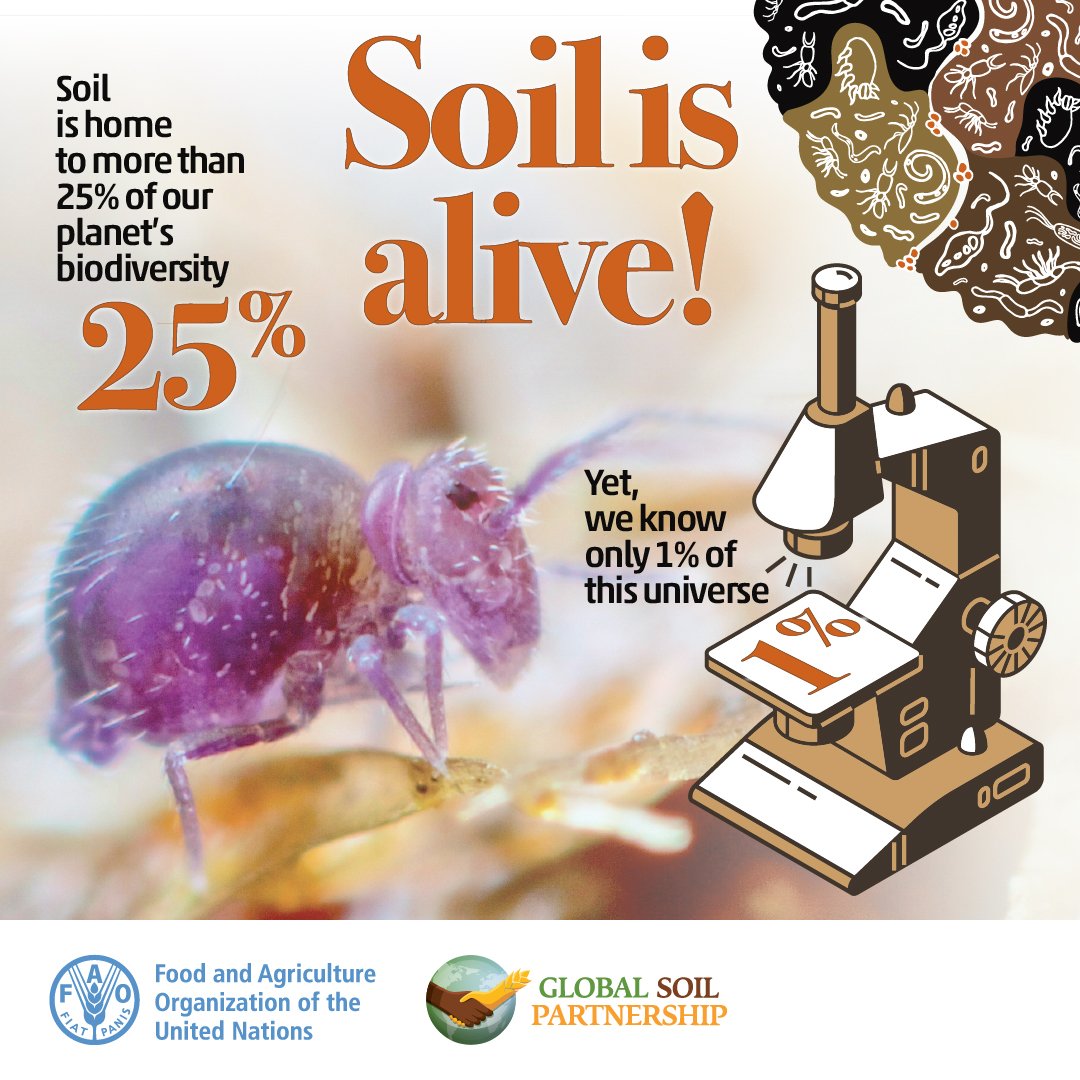 🌍🌱 #DYK that soil is the habitat of over 25% of our planet’s biodiversity?

Yet, we've only explored 1% of it!

To unlock the secrets of this vital ecosystem, #SoilBiodiversity should be fully integrated in soil survey and information systems.

💡 #SoilHealth #SoilResearch