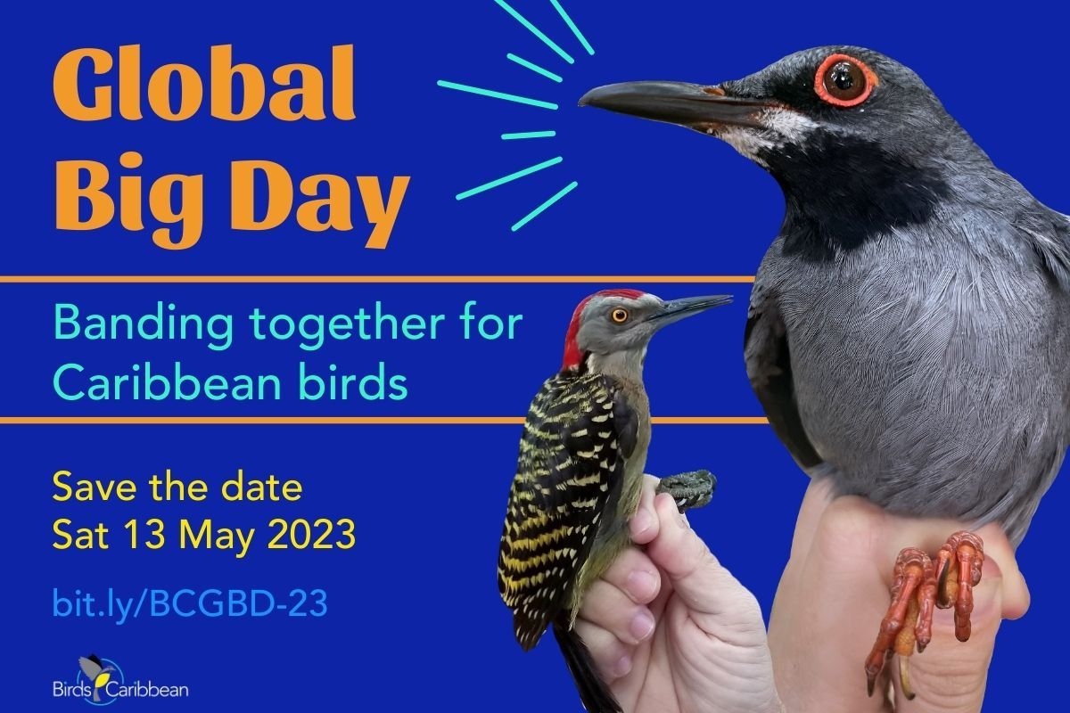 BirdsCaribbean's tweet photo. Get ready for the biggest birding bonanza of the year- #GlobalBigDay2023

Wherever you are, joining the fun is easy! 🦩🌳 We have put together the details on the event, how to get involved, and support #bird #research &amp; #conservation in the region 💚 
ℹ️ https://t.co/N2VLqE9qYp https://t.co/MZIfYFFwXn