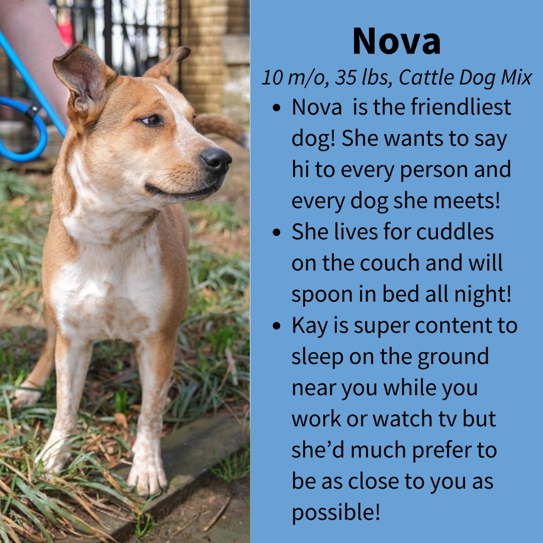 CityDogsRescue's tweet photo. Meet adoptable Nova!
Nova is a cattle dog who lives for cuddles and is very treat motivated!
Learn more about Nova today: https://t.co/QLOwUHIV0l πΎ
#DCDogs #DogsofDC #AdoptNova https://t.co/Lp1Wk7C6i6