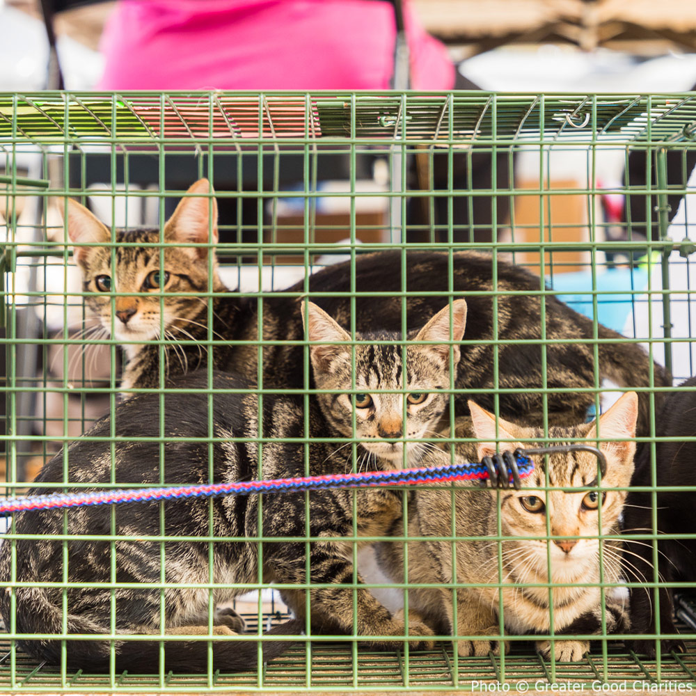 GreaterGoodorg's tweet photo. Our #GoodFix program is saving lives & setting communities up for the future! π The team has now spayed/neutered over 50,000 pets for free, sometimes performing up to 800 surgeries per day at our high-quality, high-volume clinics. ππ #AmplifyTheGood https://t.co/UoteNWImhR