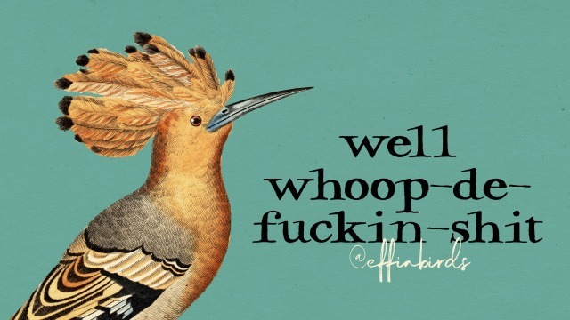 Effin' Birds (@effinbirds) on Twitter photo 