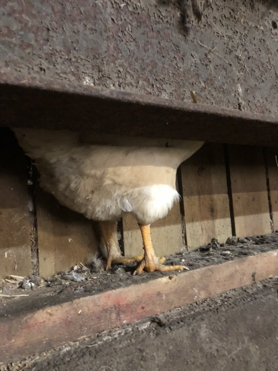 PoussierLaurie's tweet image. Vu! #cachecache