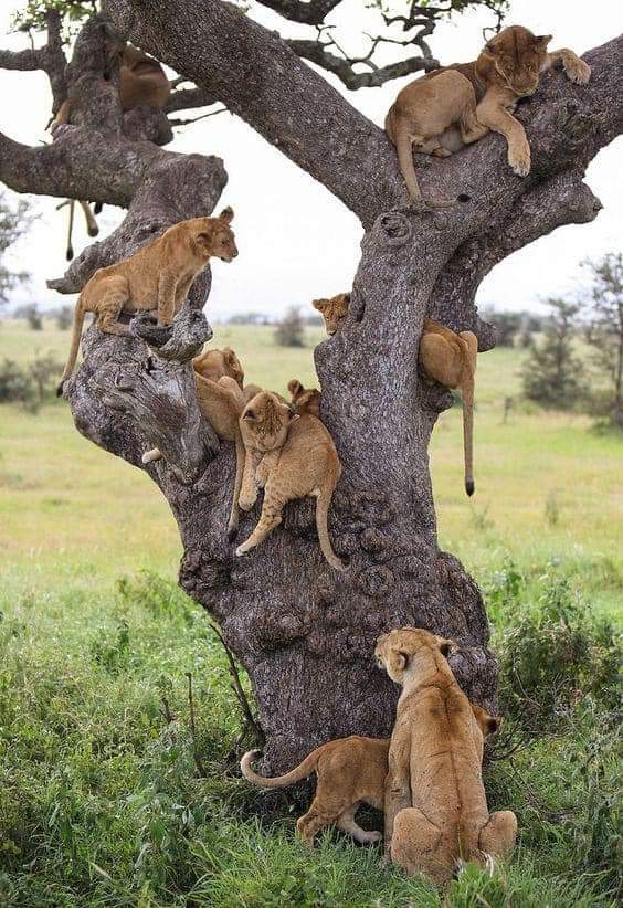 otrtanzania's tweet photo. An adult lioness and a cub attempting to join the others on a tree in the Moru Kopjes, Serengeti, Tanzania.😮😍😍

📷 Achim https://t.co/qCzylAGjoN