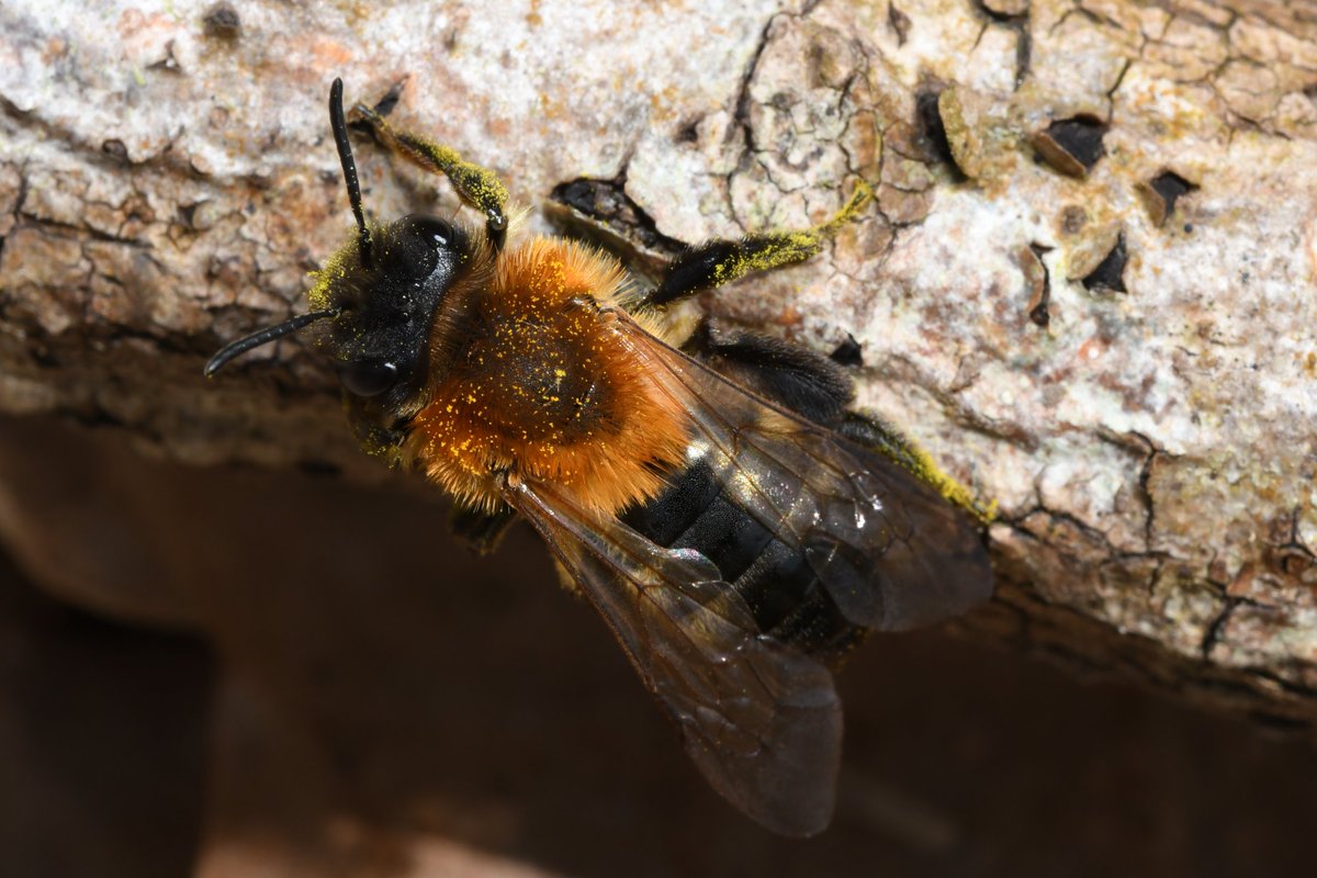 Liam Olds tweet media