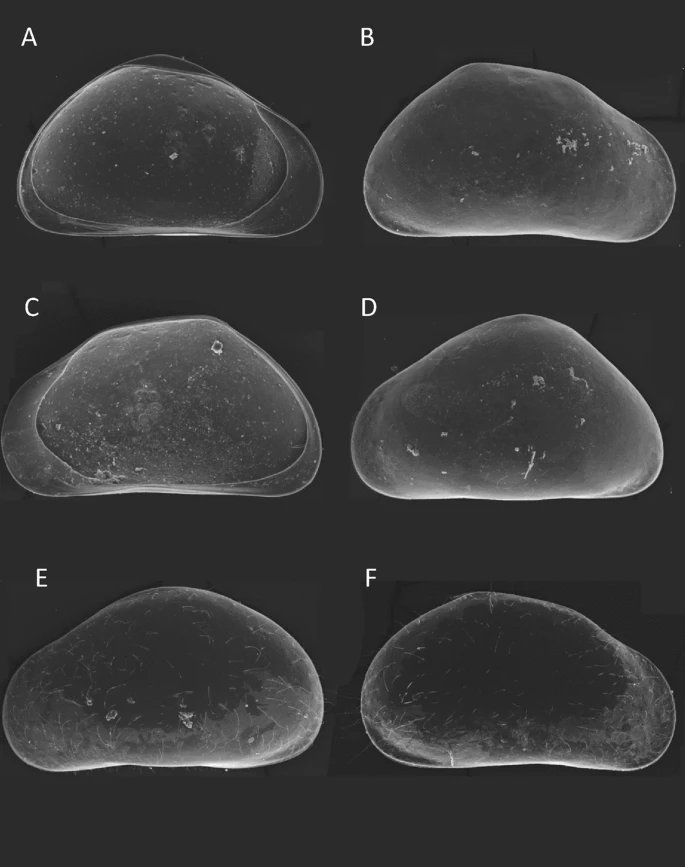 sanda_iepure's tweet photo. An #ostracod #extremer: lover of meso-thermal waters (21 °C), high concentrations of #sulphides, #methane and #ammonium and with its own "garden" of sulfur-oxidizing bacteria among others #Movile #cave #Romania 

https://t.co/PJ4FhRfnFf https://t.co/O3bbWXZKld