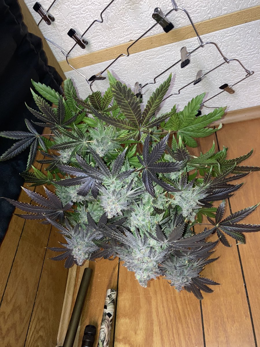 gps_seedbank's tweet photo. Purple Bubba Kush (Pre '98 Bubba Kush x Purple Punch) on day 66.
Grown by: montey0211
Bred by: Greenpoint Seeds
#purplebubbakush #pre98bubba #bubbakush #purplepunch #larryog #granddaddypurple #cannabisculture #cannabiscommunity #growyourown #greenpointseeds https://t.co/ogmPwm6ndm