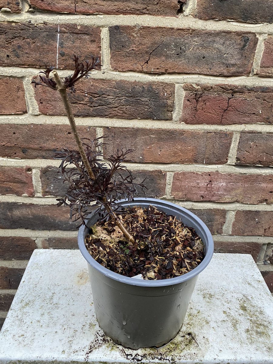 rickpendrous's tweet image. What a disappointment! I ordered a 3-litre Sambucus Nigra (Black Lace) from Sarah Raven @srkitchengarden which arrived today and cost £34.90 (incl. delivery) And this is the really sorry specimen that was delivered!!! Such poor value for money 😟