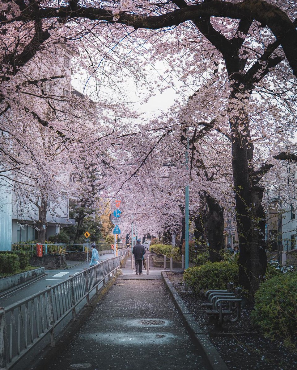 Sakura Tunnel, Japan 💗👏
📸 instagram.com/tokyo_streets_…