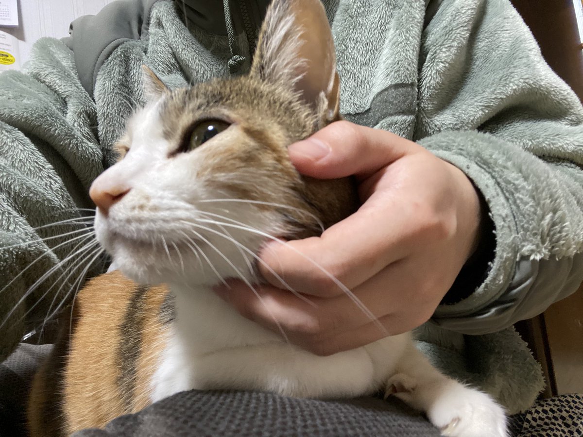 KarakitaYuya's tweet image. ECWCSにオプションで猫
#ECWCS #猫