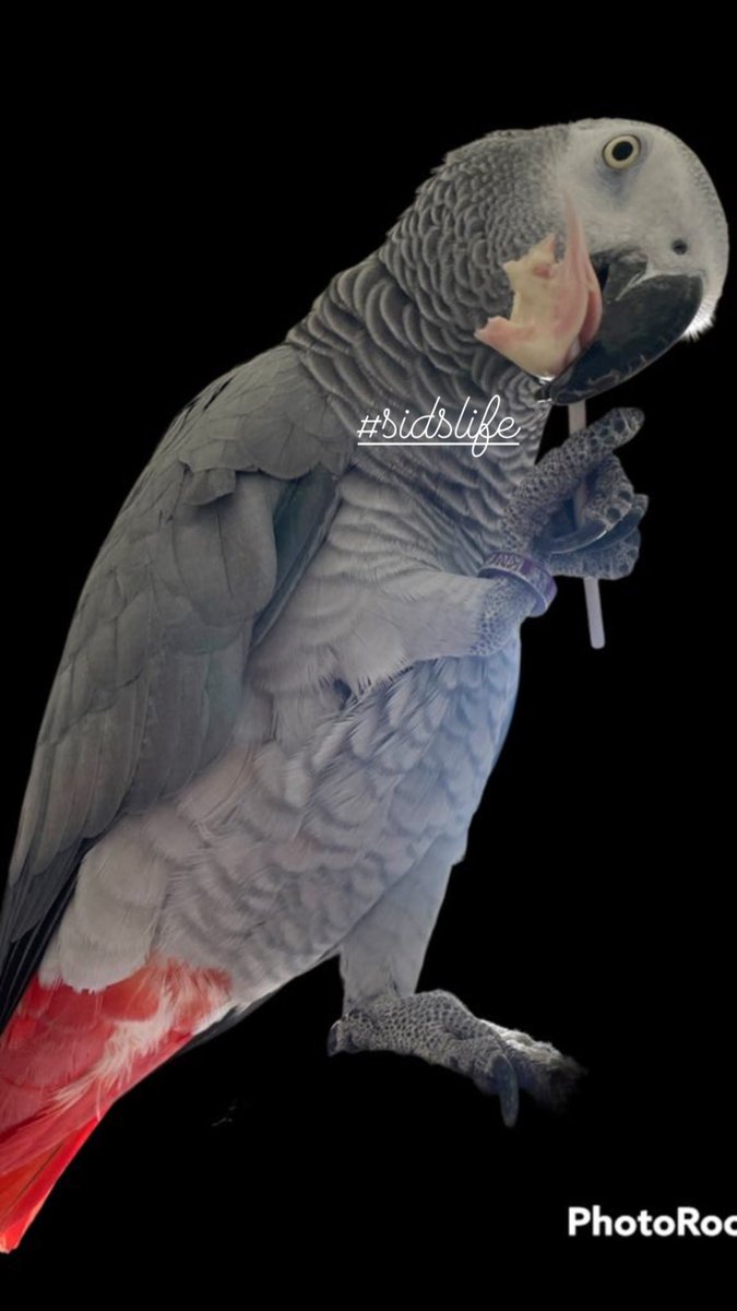 sidTHEparrot's tweet photo. When you nick the stick with the sticky stuff on the end! #sidslife #yum #stickybeak #naughtysid #africangrey #sweetbeak https://t.co/ddSJTqis2X