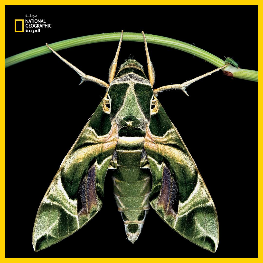 مجلة ناشيونال جيوغرافيك العربية tweet media